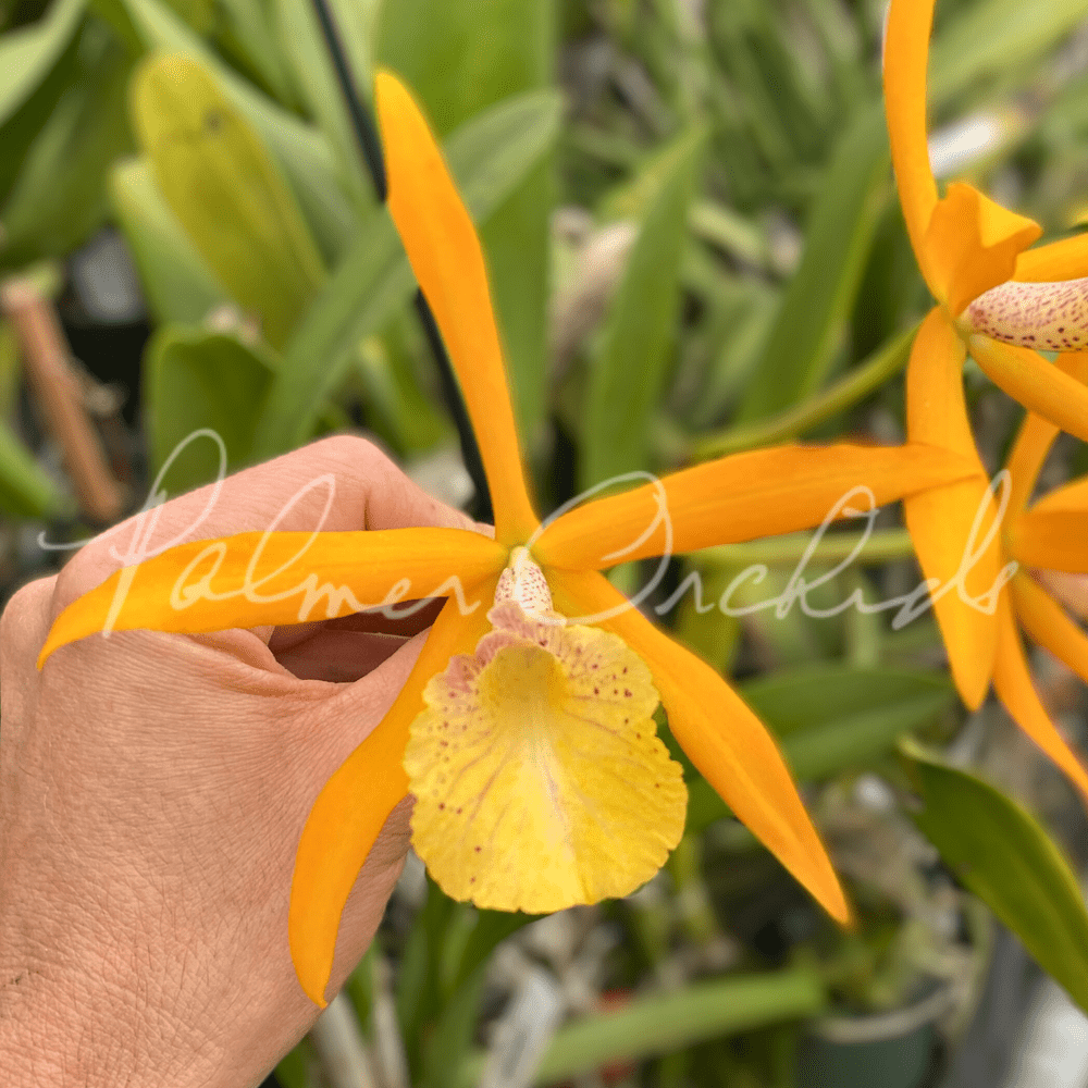 その他 glory Bc. Golden Glory — Palmer Orchids